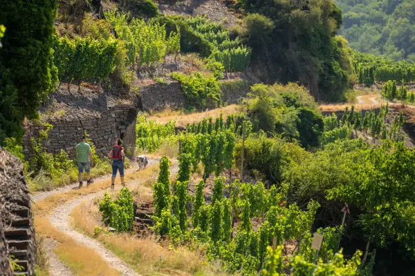 Rotweinwanderweg bei Mayschoß(c) Dominik Ketz.jpg